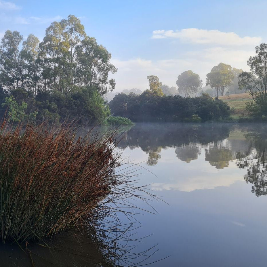 Misty lake surrounded by trees and reeds on a clear day