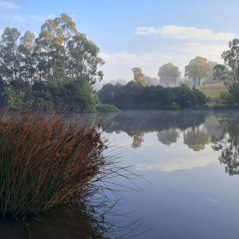Misty lake surrounded by trees and reeds on a clear day