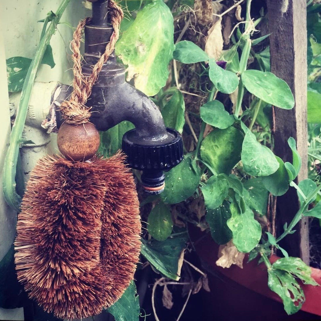 HOME | Gardener's Brush Natural Coconut Fibre - KISS Skin Care | Australia, Body Brushes, by Eco-Max